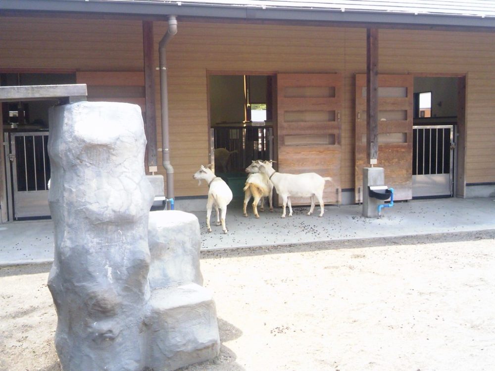 日本平動物園 ふれあい動物園 ヤギ5